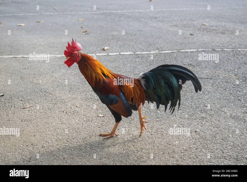 Chicken road, chicken road online